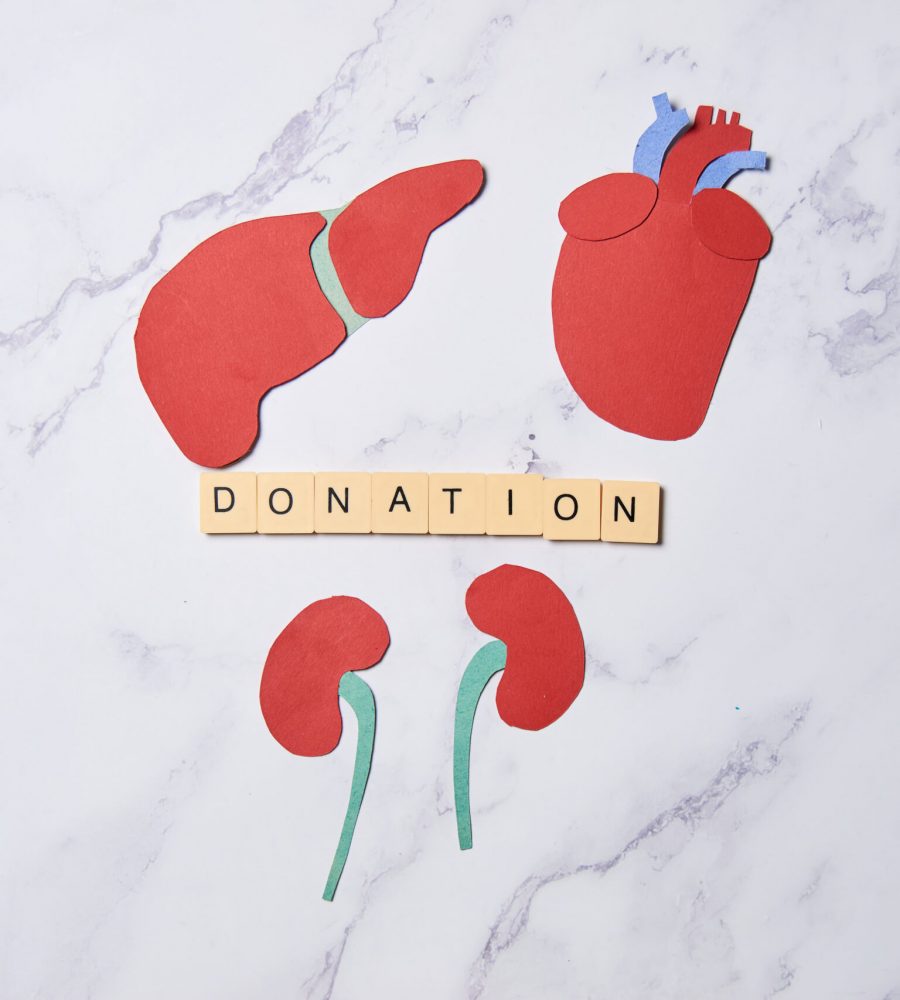 Organs of the human body, organ donation concept.